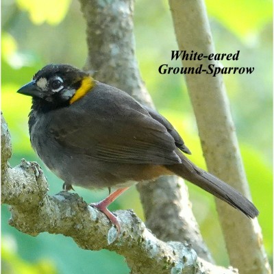 White-eared Ground-Sparrow